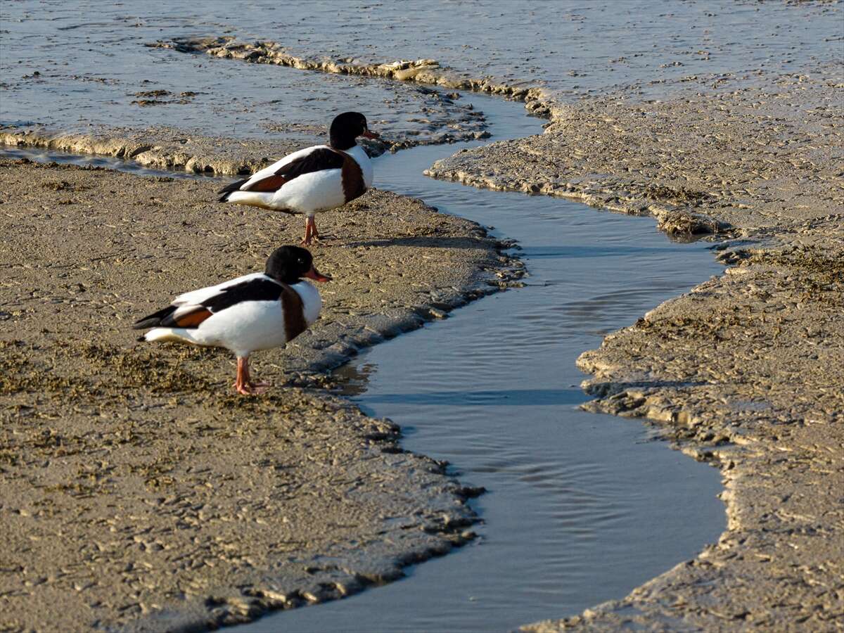 Konya merkezi sulayan kaynakta hareketlilik başladı 2